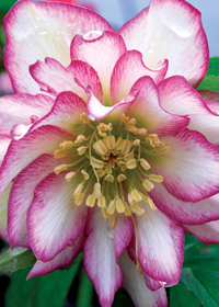 Helleborus 'Rose Quartz'